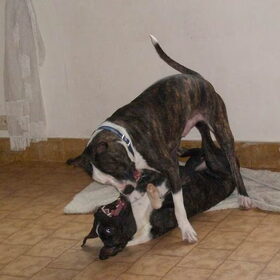 Dominantie