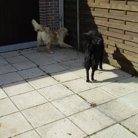 Geen titel