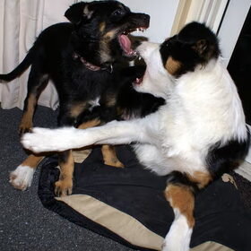 Kelpy x Collie Power