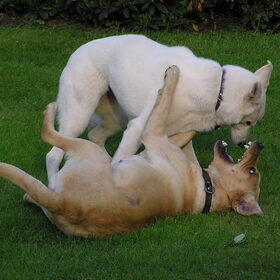 Spelende honden