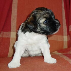 Puppy Kai