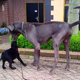 Jee... die is wel héél groot! Beetje spannend, maar wel…