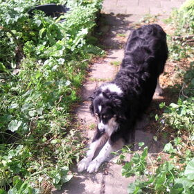 Kaily doet een speelboog