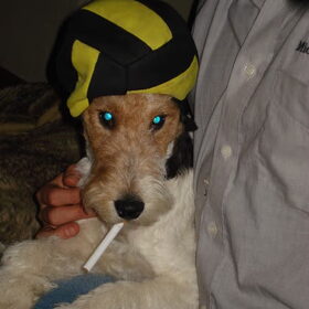 Morris wil ook stoer zijn!!