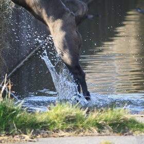 sharpei en water...snel wegwezen...