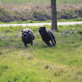 Tikkertje