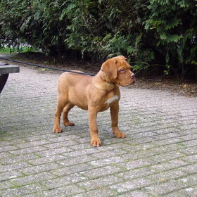 3mnd oud stoer he