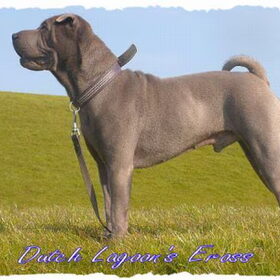 BLAUWE SHARPEI