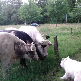 Wow das wel veel koe