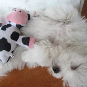 slapende jacky