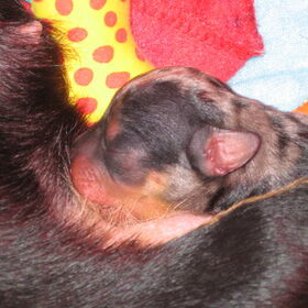 Kleine Idefix.....