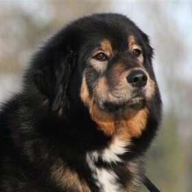 Tibetaanse Mastiff Asvaranii Bhairub Shakti