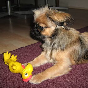 punky