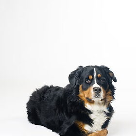 Meneer Joost