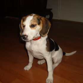 Stoere Amber