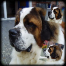 boris