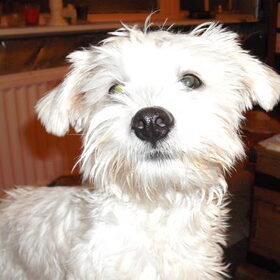 Boomer, 6mnd. Maltezer