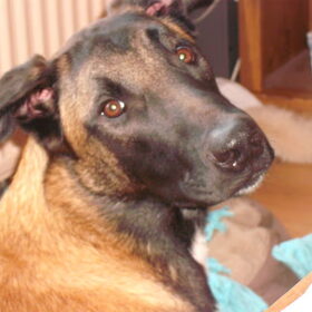 Diego, 9mnd.mechelse herder