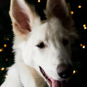 Kerst 2008