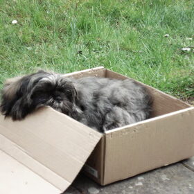 Charley in slapend in haar doosje