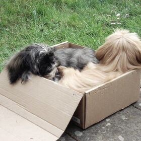 Charley en Amber luieren in doosje