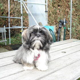Charley in de camping