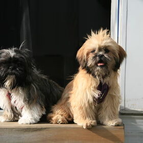 Charley en Amber in de camping