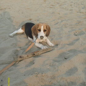 bailey