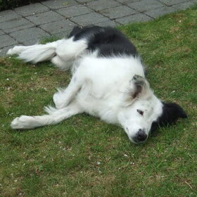 Luie Hond