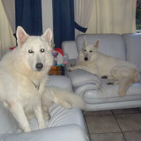 bear/ leste