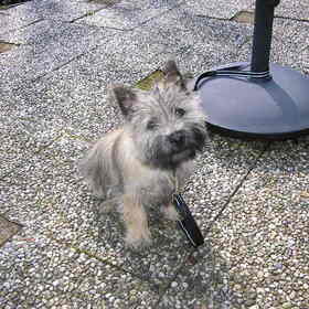 Een hele lieve hond