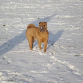 mila in de sneeuw