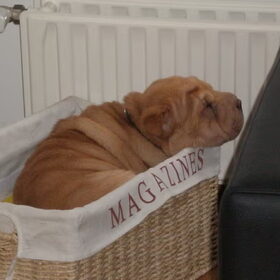 mila als puppy