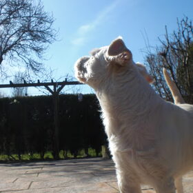 De stoerste hond