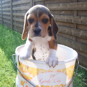 Beagle pup