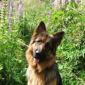 Otis in de tuin