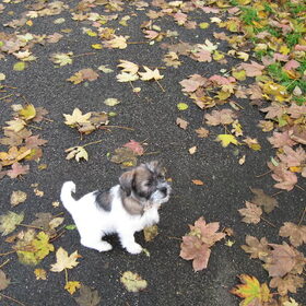 Izzy