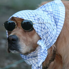 Incognito