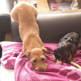 Lola met de kont omhoog!!