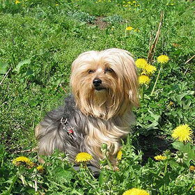 Lotje in het zonnetje