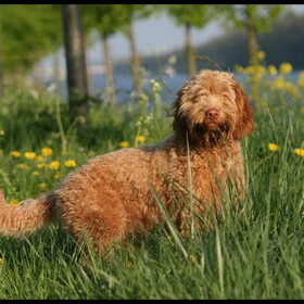 Arwen in het jonge hoge gras.