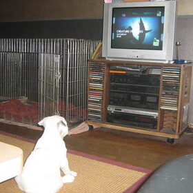 ik kijk na animal planet!