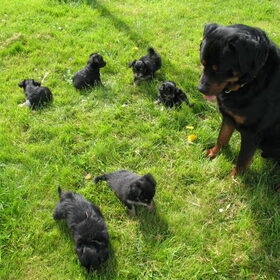 Tyson kijkt naar de pups