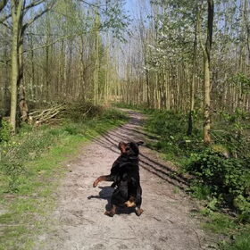 Tys bal pakken.. Zoek de bal!!