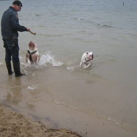 2 ,,zee"honden
