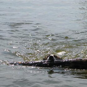 een balk met een jack russell
