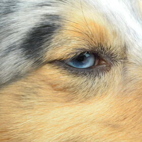 Blue eyed soul