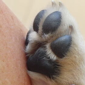 Kiki's puppypootje