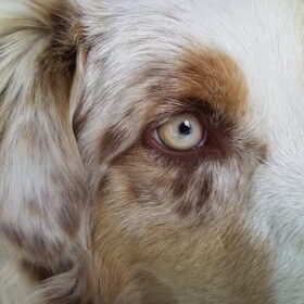 Zoe`s oog