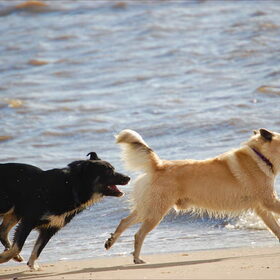 Day at the Beach met vader en son
